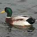 Why a duck?