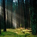 Hercynian Forest