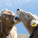 Go Veg