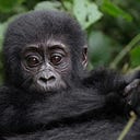 Good Gorilla