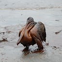 Louisiana Uncovered