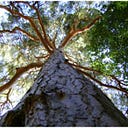 10 Trees with Worldwide Fame. Bonsai Tree | by Pol Bishop | Medium