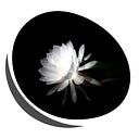 Night-blooming Ceroid