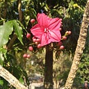 Khofifah