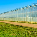 ongreenhousevegetables