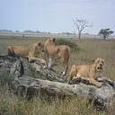 This Must Be the Place