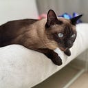 smiley face cat