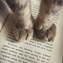 The page-turning Panda