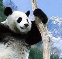Mr Po
