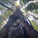 The Anonymous Traveler