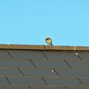 Anonymous Bird