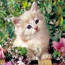Tiny Little Paws