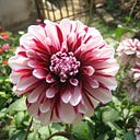 A. Shinde