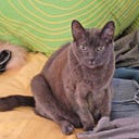 Catness