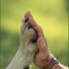 Difference Between ASCII and Unicode | by van Vlymen paws | Medium