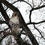 Winter Hawk