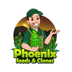 Phoenix Marijuana Seeds