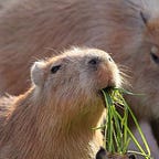 capybaraaaaaa