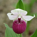 Phytesia Garden Orchids