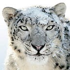 Paul Gascou-Vaillancourt