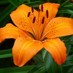 Tigerlily