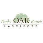 Tender OAK Labradors