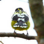 The elegant tit