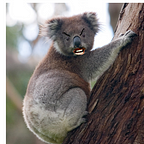 Primary Koala