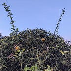 Filippo, Some NotDev Dev