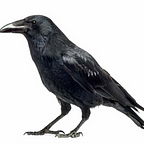 Corvus corax