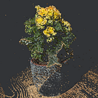 Insight in Plain Sight