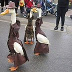 detectivequack