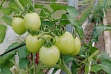 Dari Benci Jadi Cinta: Rahasia Tomat Kebun Sendiri yang Bikin Nagih!