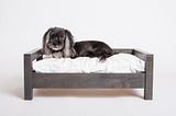 Top Dawg Spotlight: Cozy Cama Pet Beds