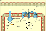 Cyanide poisoning