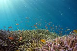 Science and knowledge: The keys to a healthy Ocean Decade