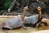 Here’s why laboratory science alone cannot solve the extinction crisis