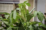 Okra Companion Plants, Growing Okra — Gardener Dude