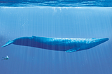 Whales are Big (and other revelations)