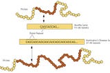 Huntington’s Disease, An Overview