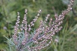 The Health Benefits Of Mugwort And Its Influence On Dreams