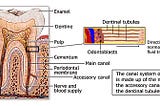 Root canal treatments