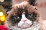 10 Things Cats Over 30 (in cat years) Should NEVER DO