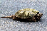 Why did the Turtle Cross the Road?