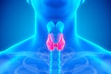 The thyroid gland is a butterfly-shaped organ which is located in front of the neck.