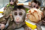 Chinese Team Genetically Alters Macaque to make it Sleep Deprived, Depressed and Schizophrenic