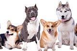 9 Extinct Dog Breeds of the World | DogExpress