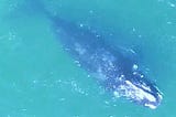 Two rambling female right whales fix our wagon of preconceptions