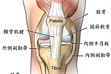 跳躍膝－髕腱病變（Patellar Tendinopathy）