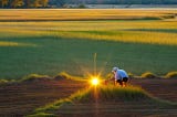 The Perfect Timing for Planting Bermuda Grass in North Carolina